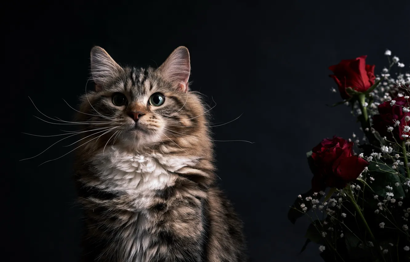 Фото обои кошка, взгляд, цветы