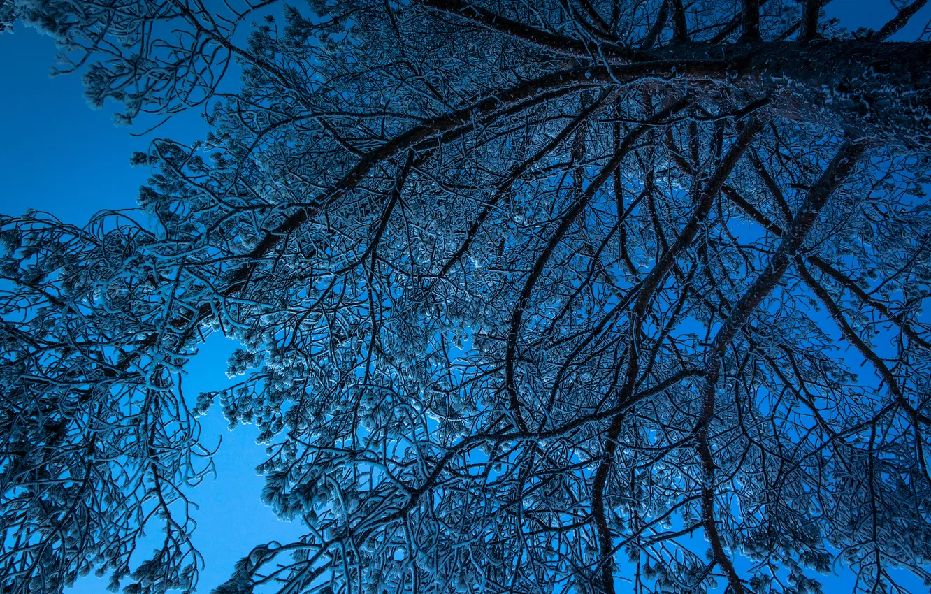 Фото обои зима, небо, снег, ночь, дерево