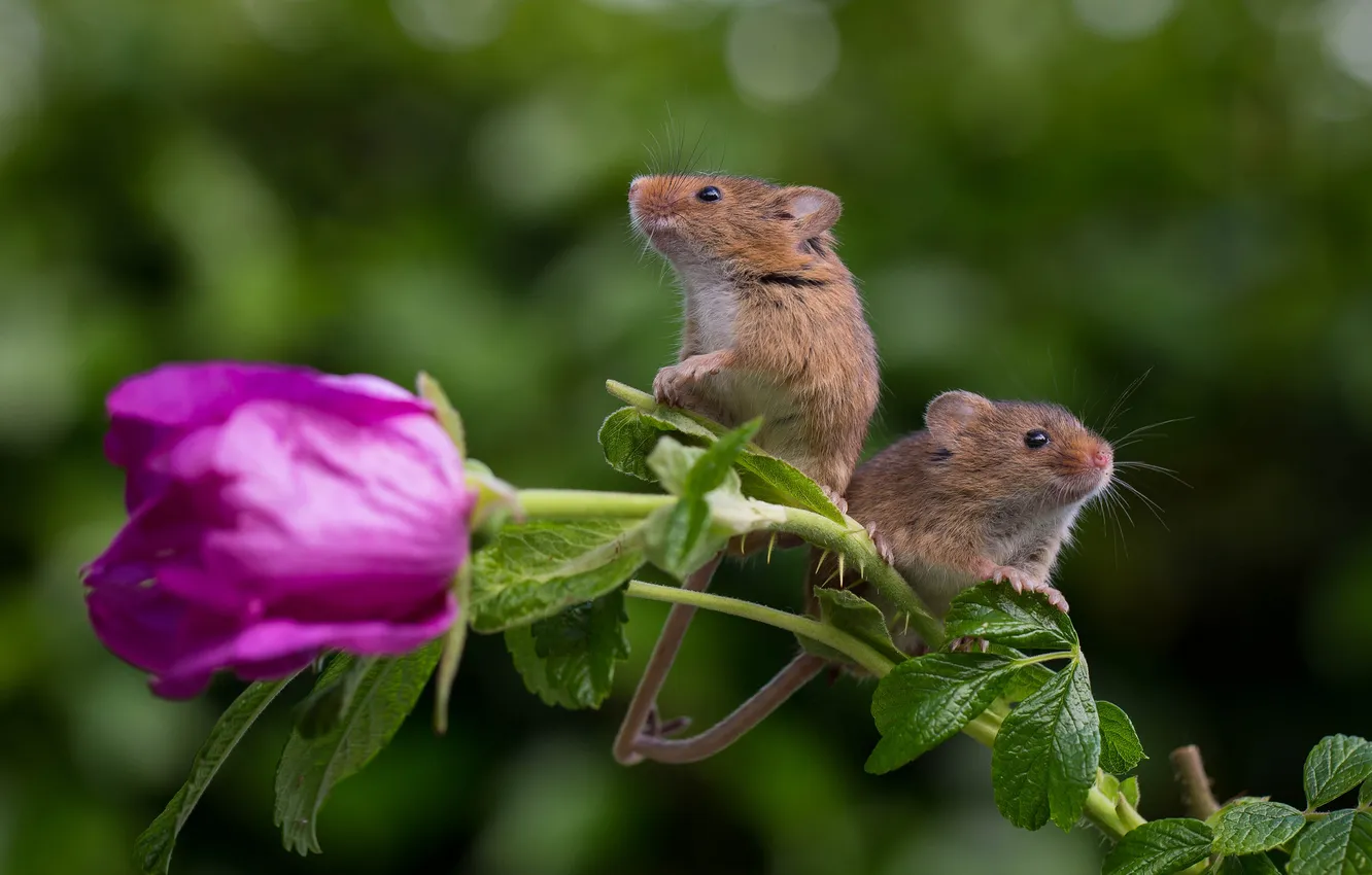 Фото обои роза, пара, мыши