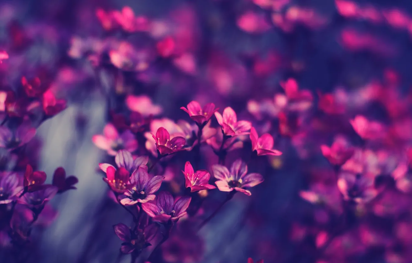 Фото обои цветы, розовый, пурпурный, красивые