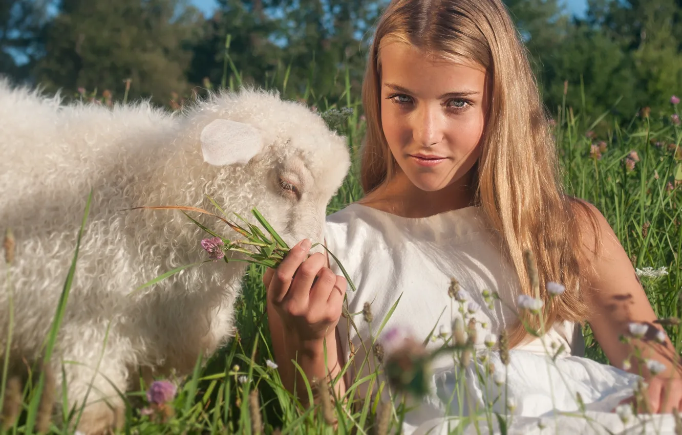 Фото обои лето, девочка, овца