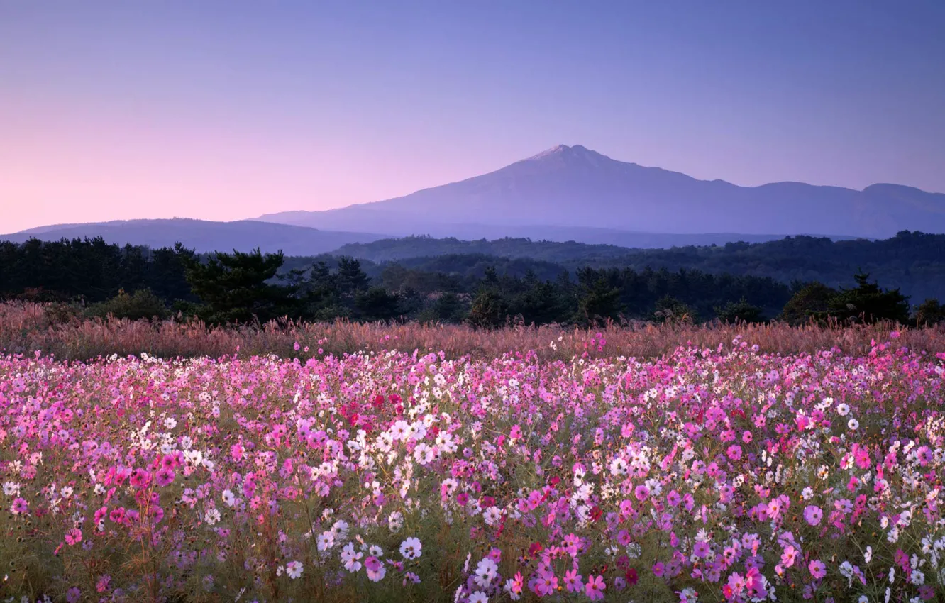 Фото обои цветы, гора, Япония, космея, Юрихондзё