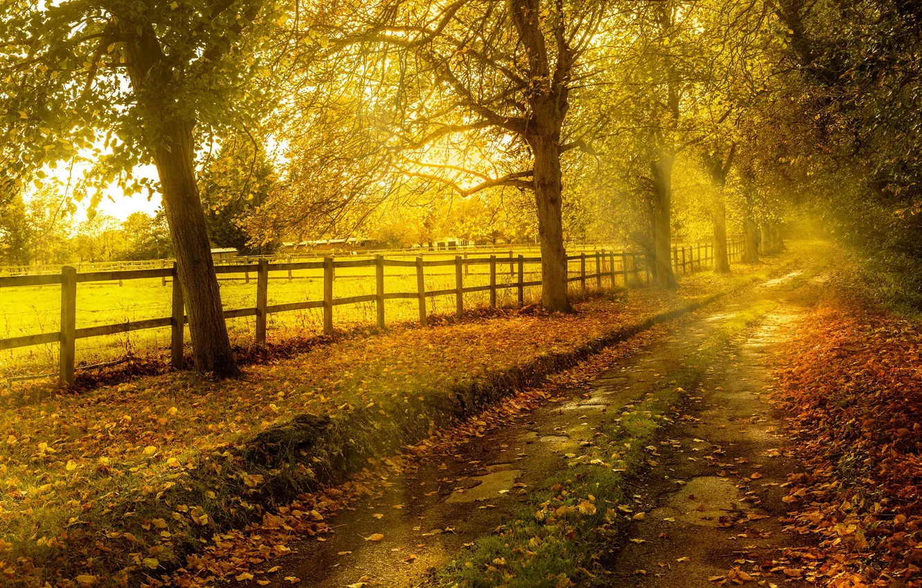 Фото обои дорога, осень, листья, солнце, деревья, забор, желтые