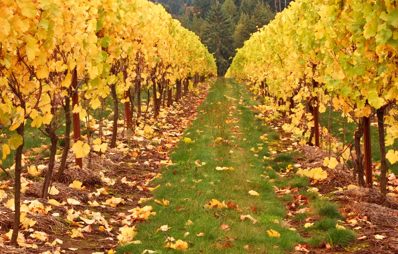 Фото обои поле, осень, лес, трава, листья, деревья, желтые, виноградник