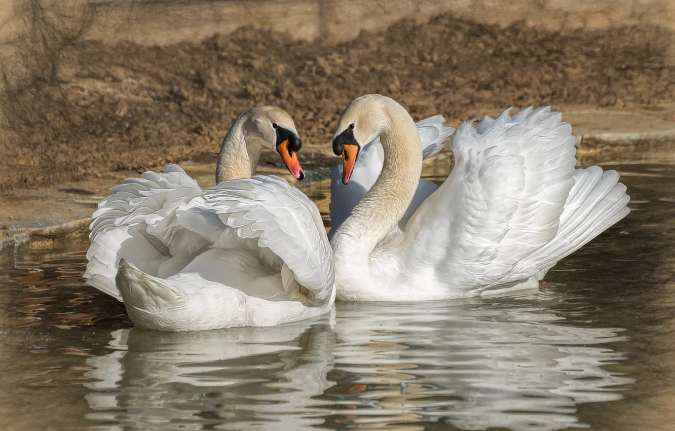 Фото обои романтика, пара, лебеди