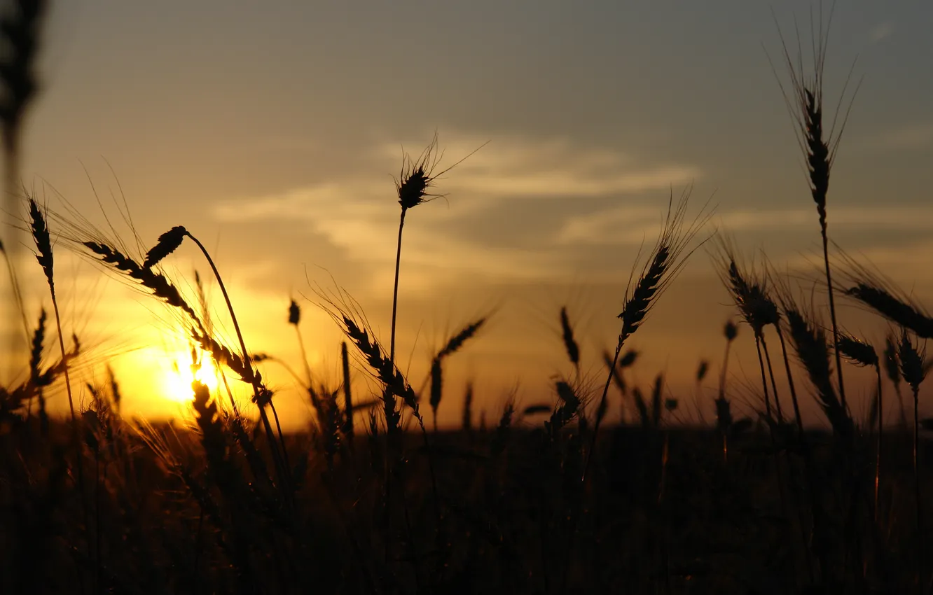 Фото обои поле, небо, солнце, вечер, колоски, на закате