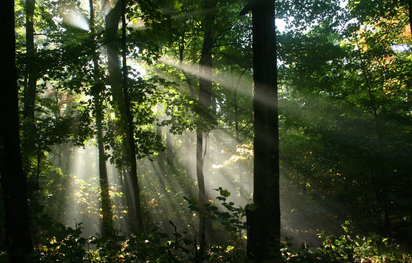 Фото обои лес, свет, природа