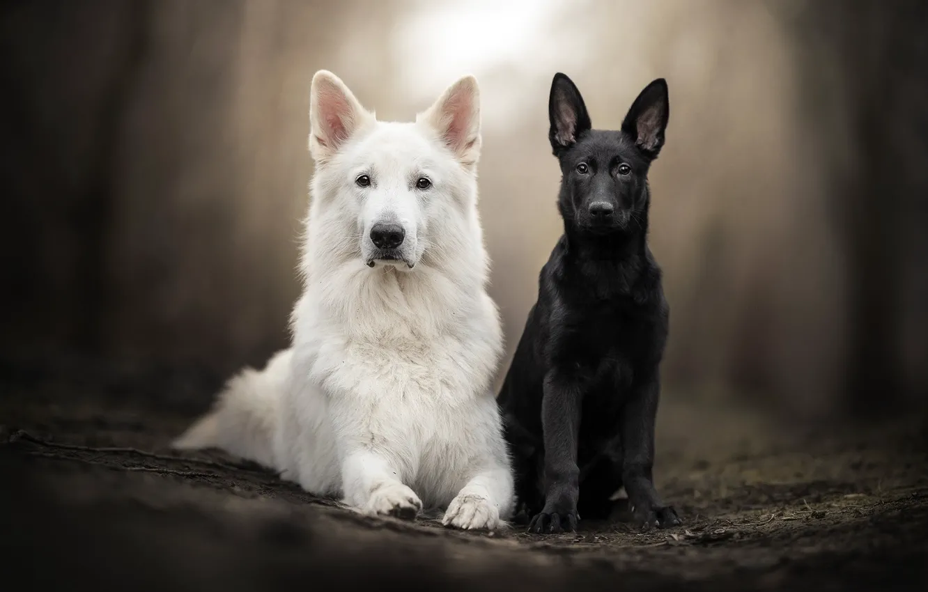 Фото обои взгляд, парочка, боке, две собаки