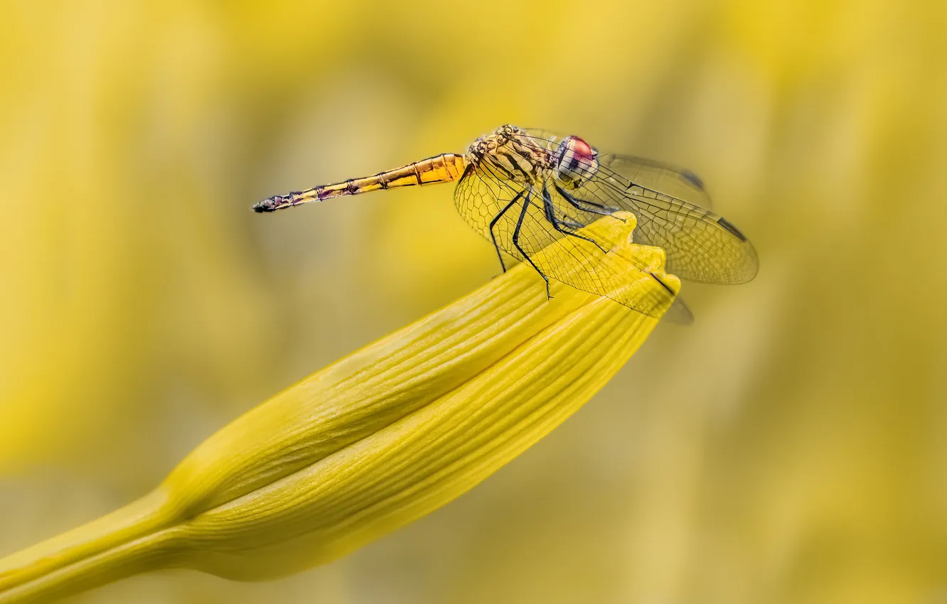 Фото обои flying, dragonfly, insect