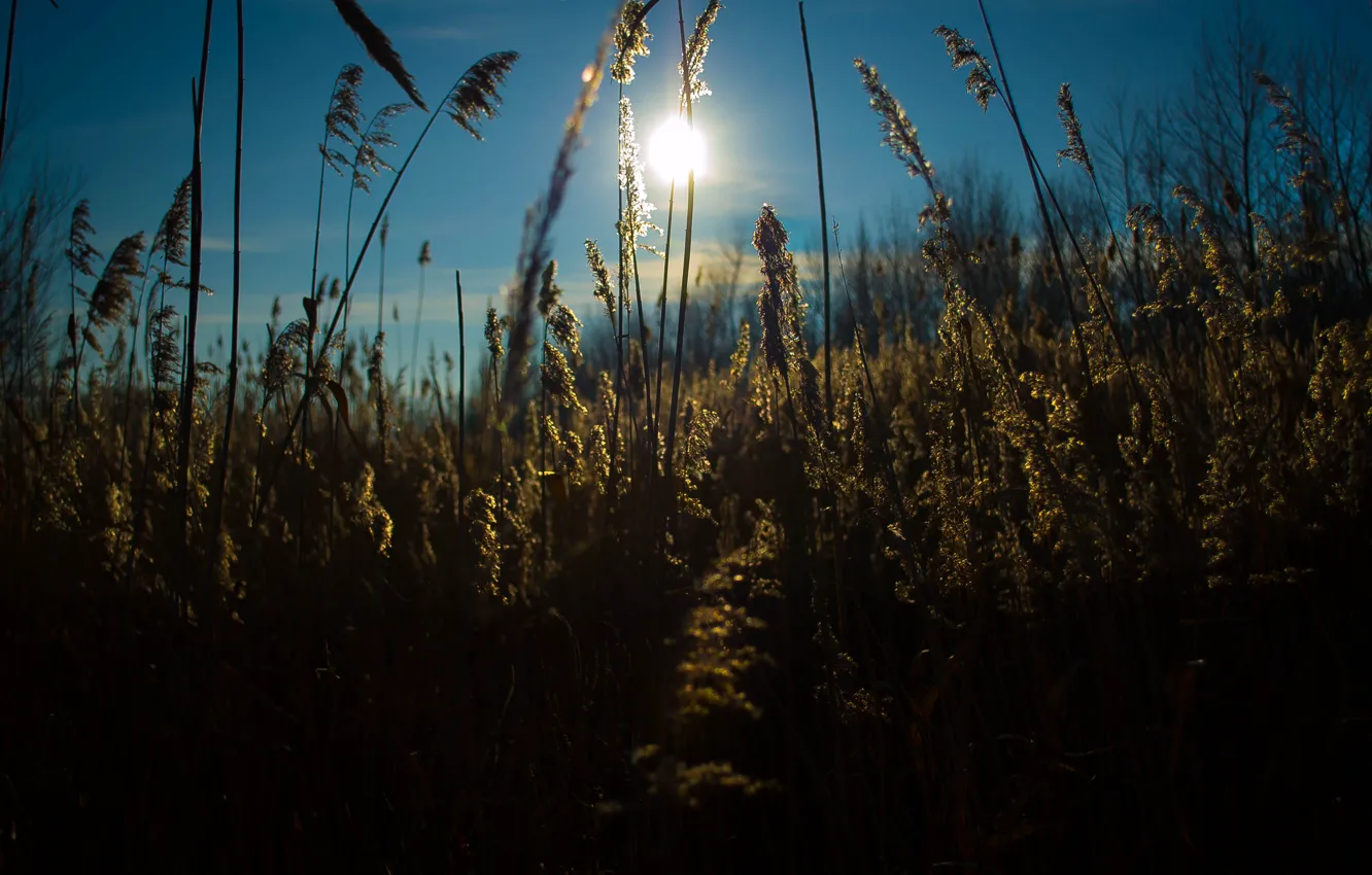 Фото обои солнце, природа, камыш