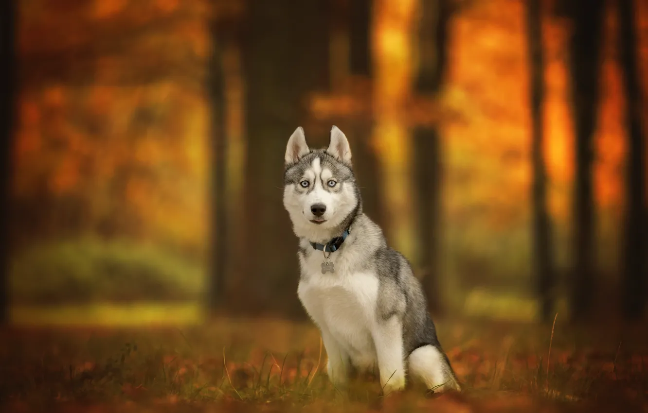 Фото обои осень, взгляд, собака, боке, Хаски