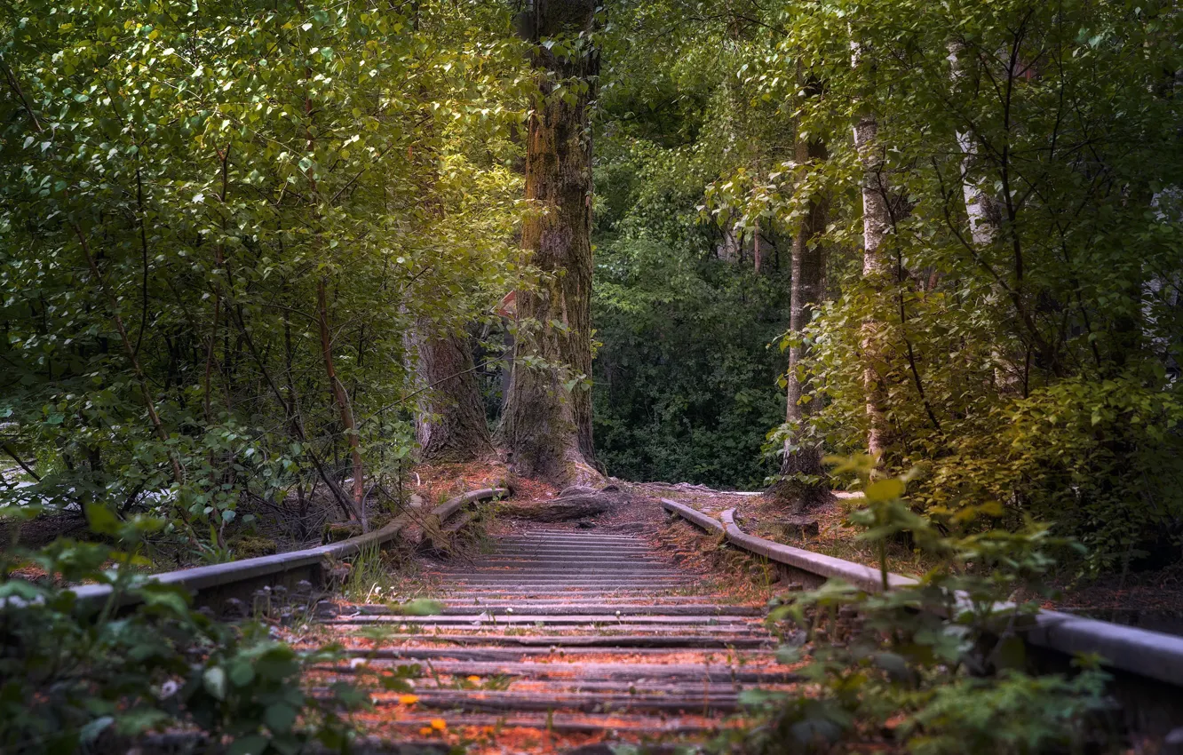 Фото обои лес, дерево, железная дорога
