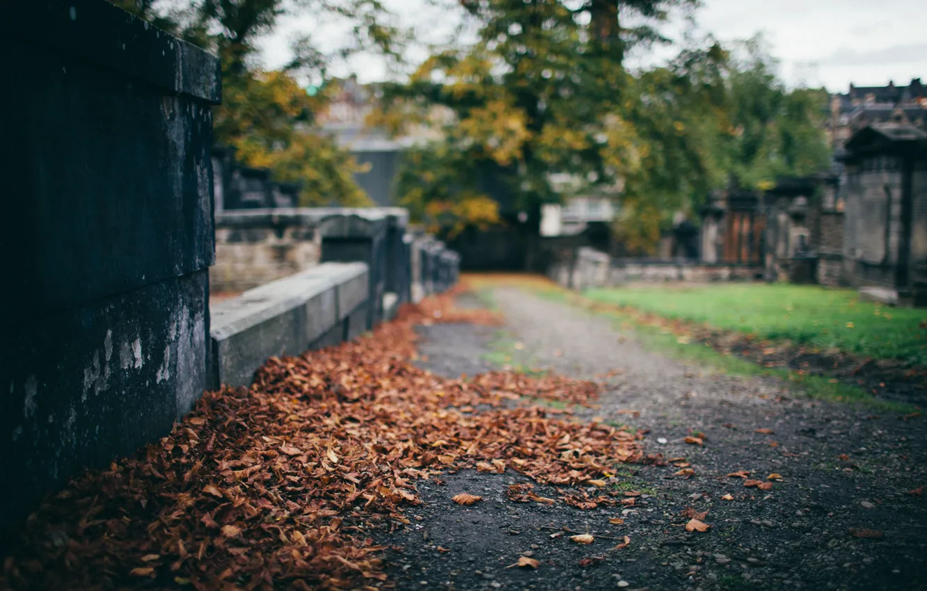 Фото обои осень, листья, дерево, улица, забор, ограда