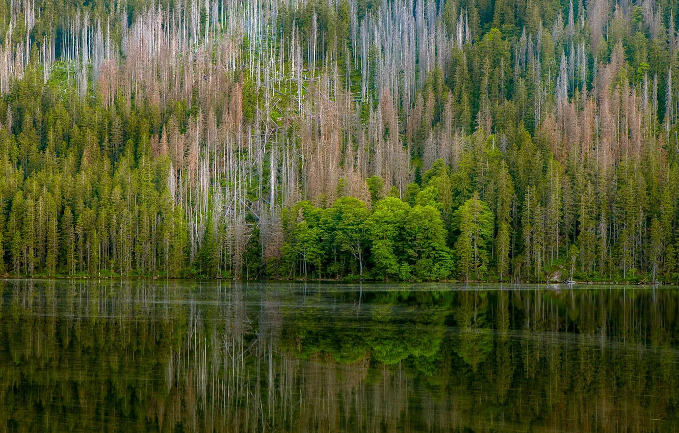 Фото обои лес, отражения, деревья, природа, река