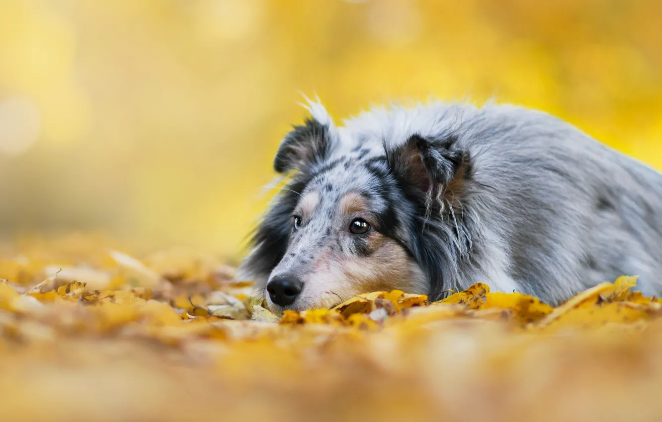Фото обои осень, взгляд, фон, листва, собака, щенок, лежит, колли