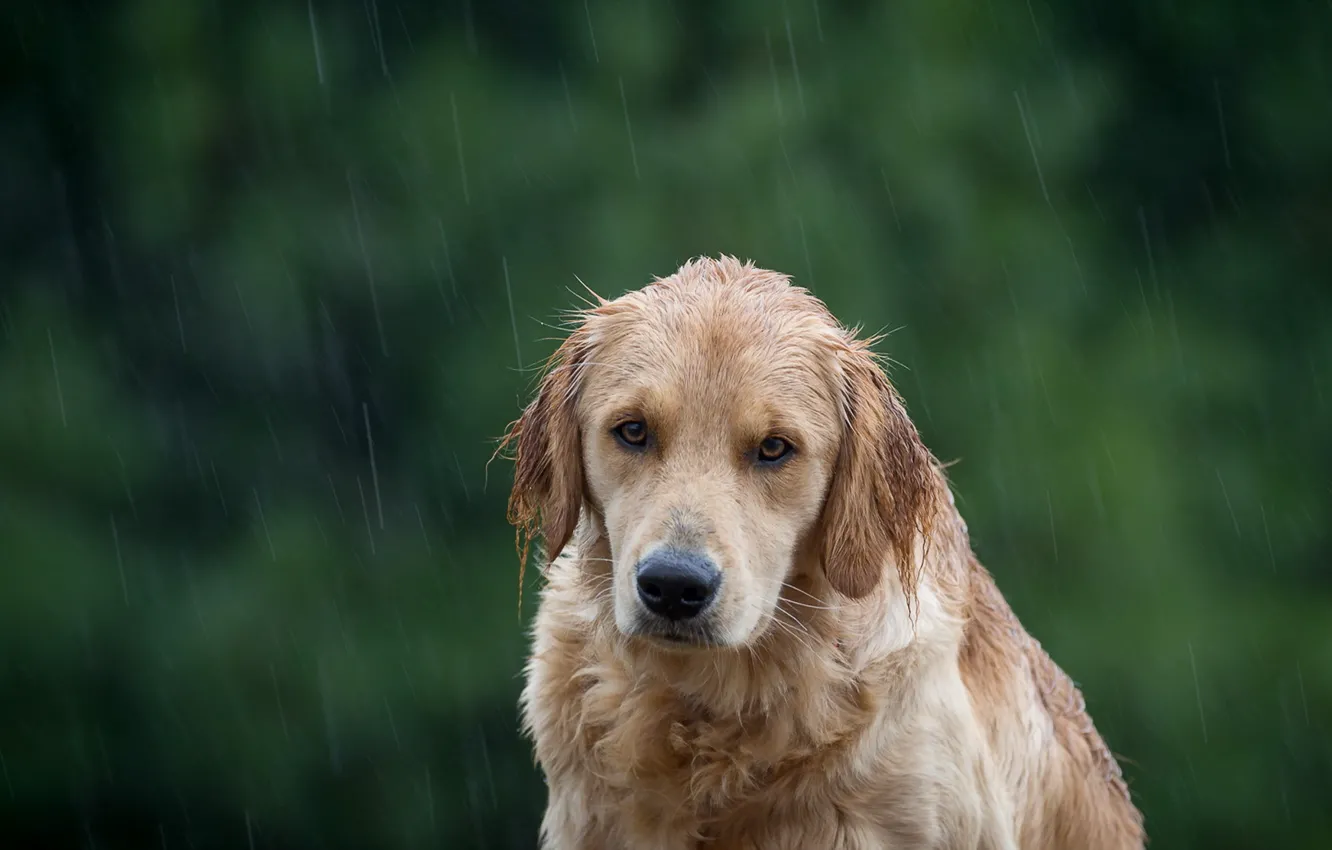 Фото обои взгляд, друг, дождь, собака