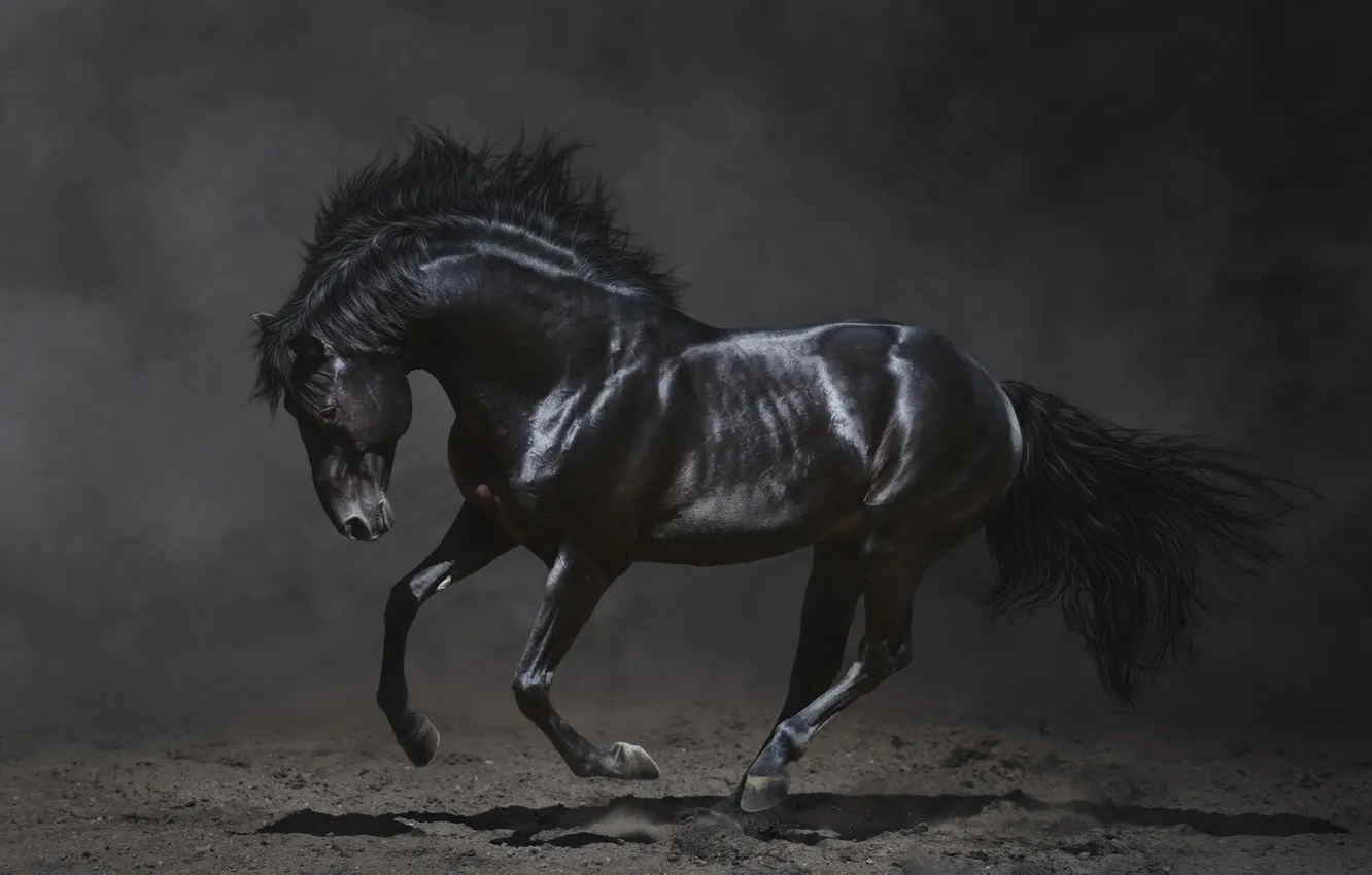 Фото обои темный фон, красота, грива, черная лошадь