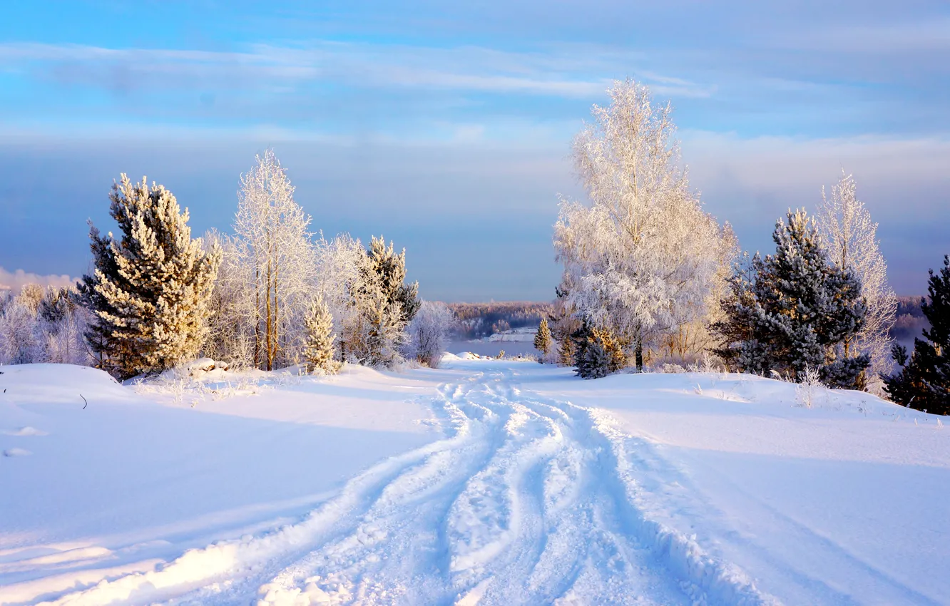 Фото обои зима, небо, снег, деревья, Sky, Winter, Snow, Trees