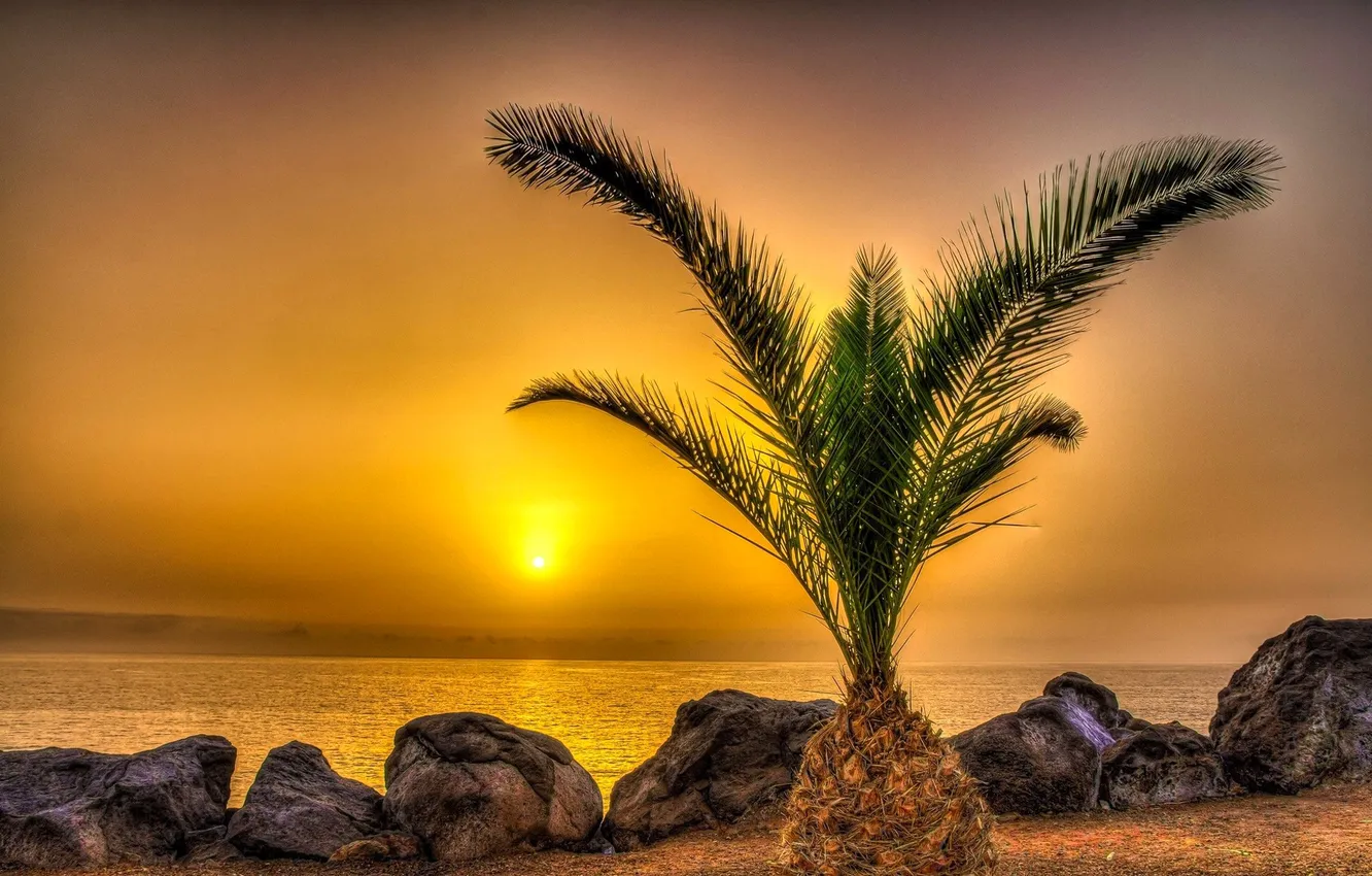 Фото обои море, небо, закат, тропики, пальма, камни