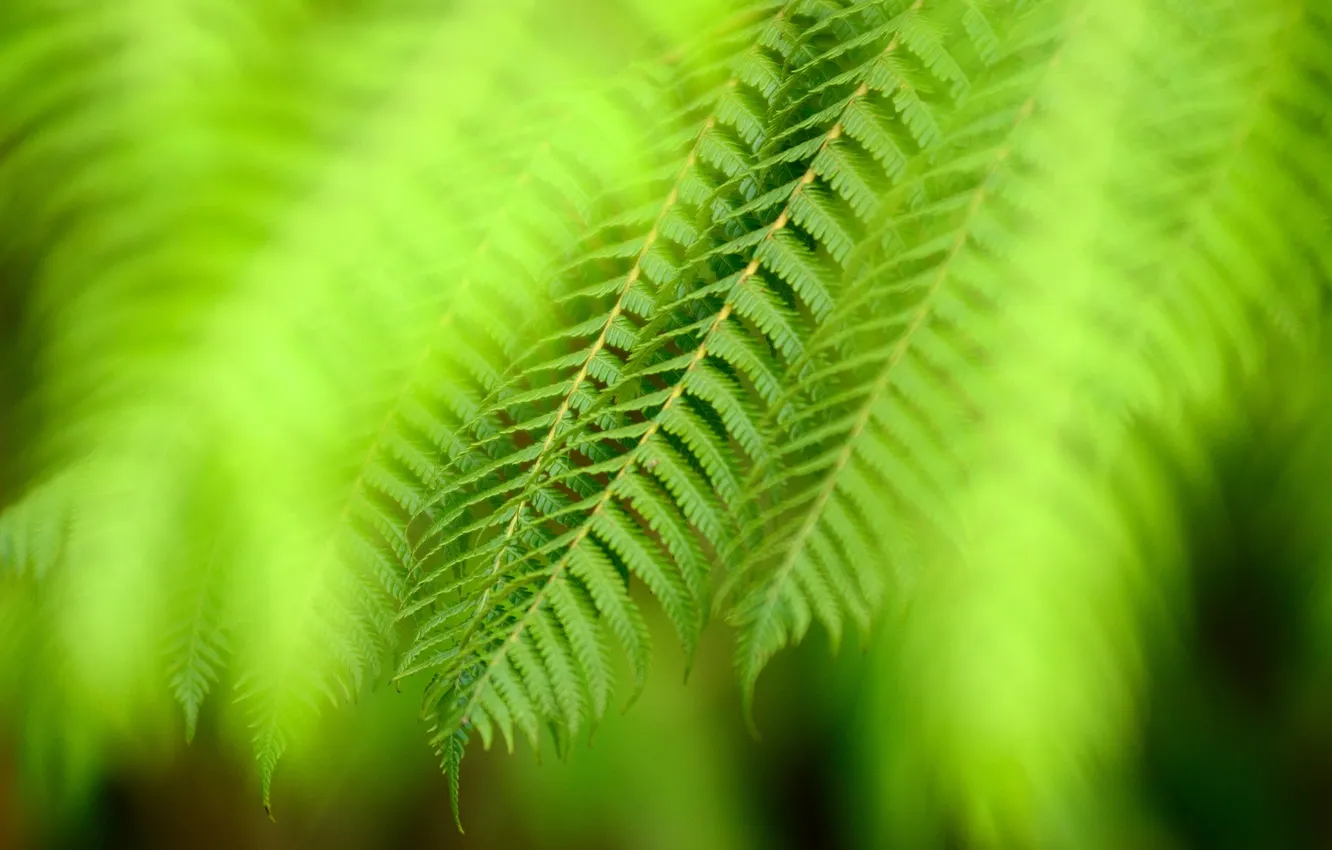 Фото обои зелень, макро, растение, листочки