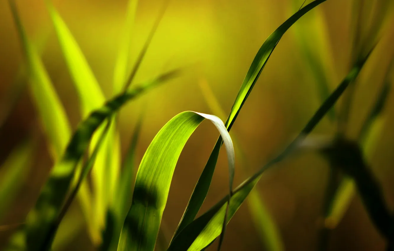 Фото обои трава, листья, макро, свет, природа, фото, растения