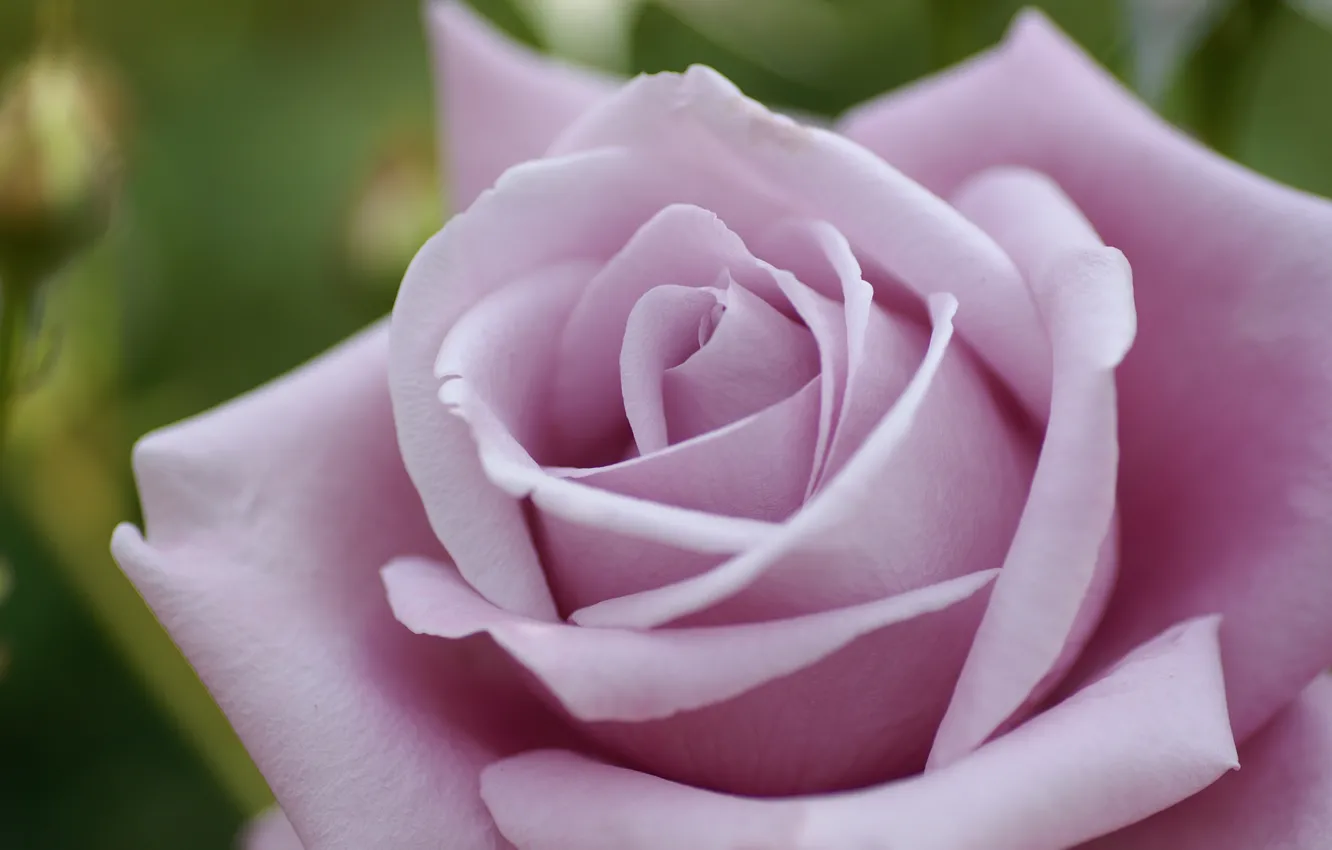 Фото обои цветок, макро, розовая, роза