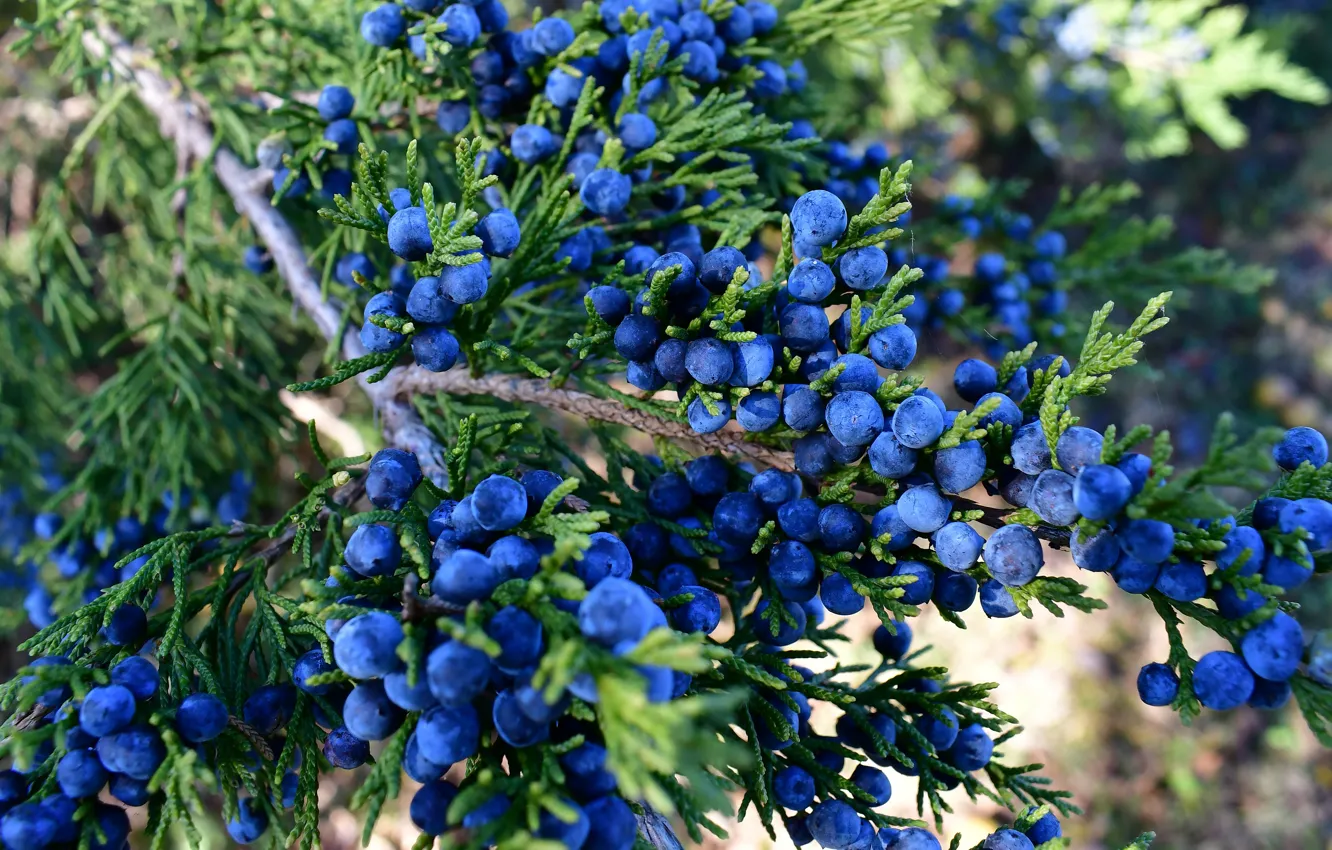 Cedar Berries возол