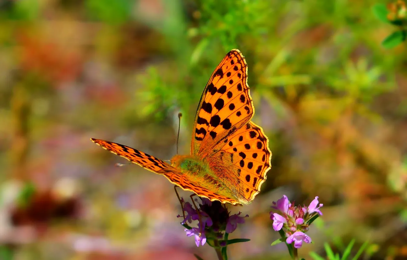 Фото обои Макро, Весна, Бабочка, Spring, Macro, Butterfly