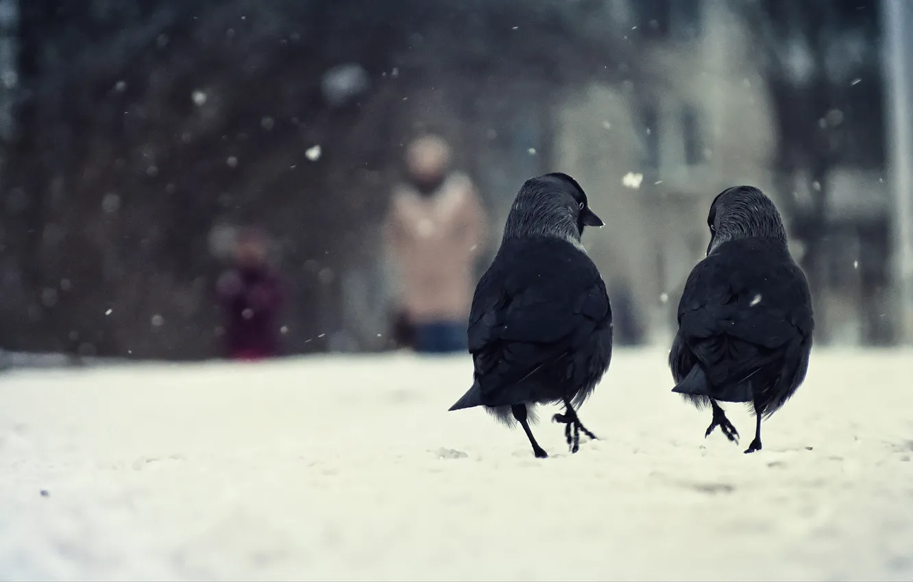Фото обои зима, снег, птицы, две, вороны