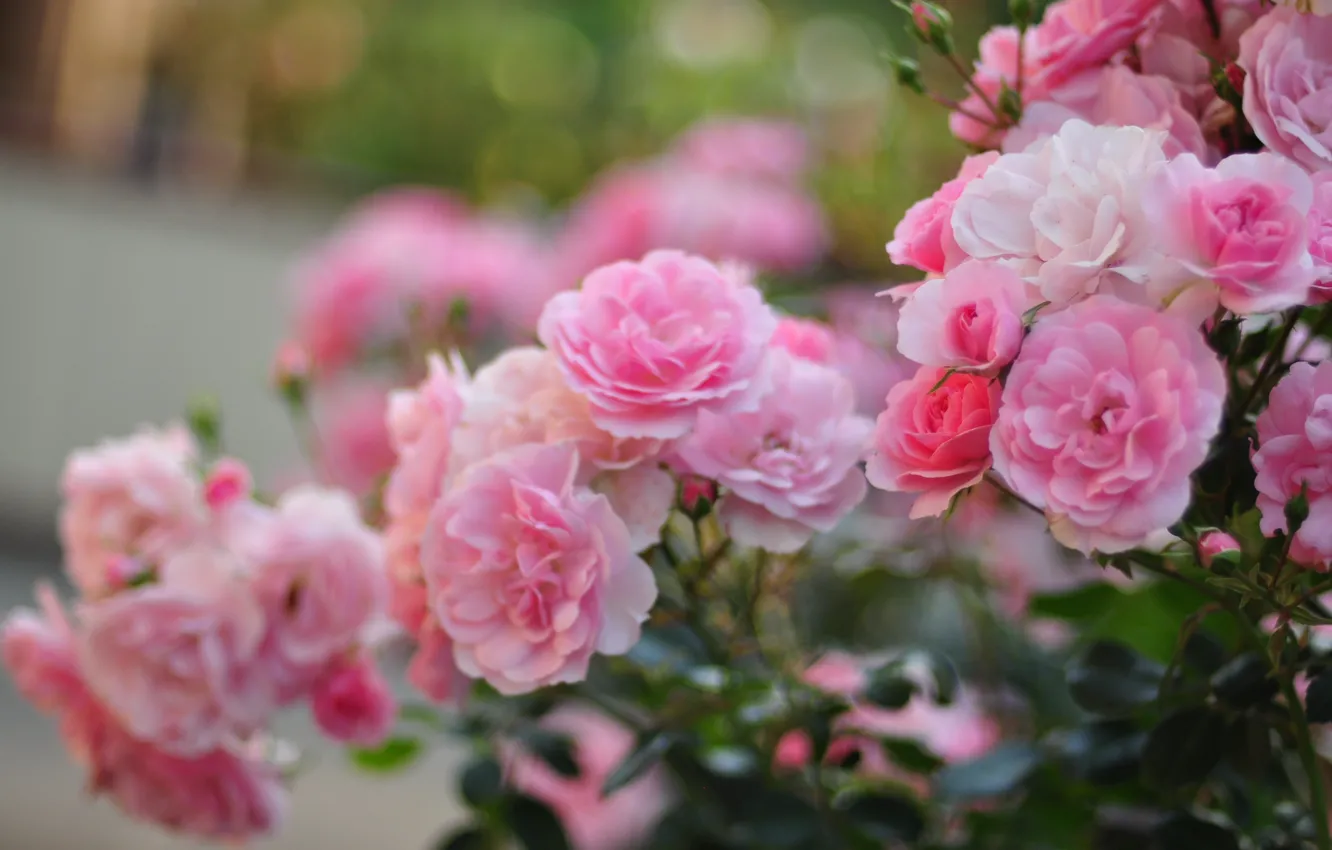 Фото обои макро, цветы, розы, лепестки, размытость, розовые, кусты