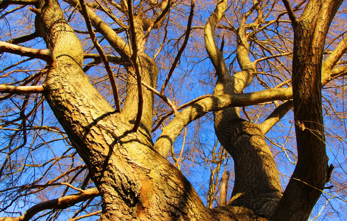 Фото обои forest, park, tree, twigs
