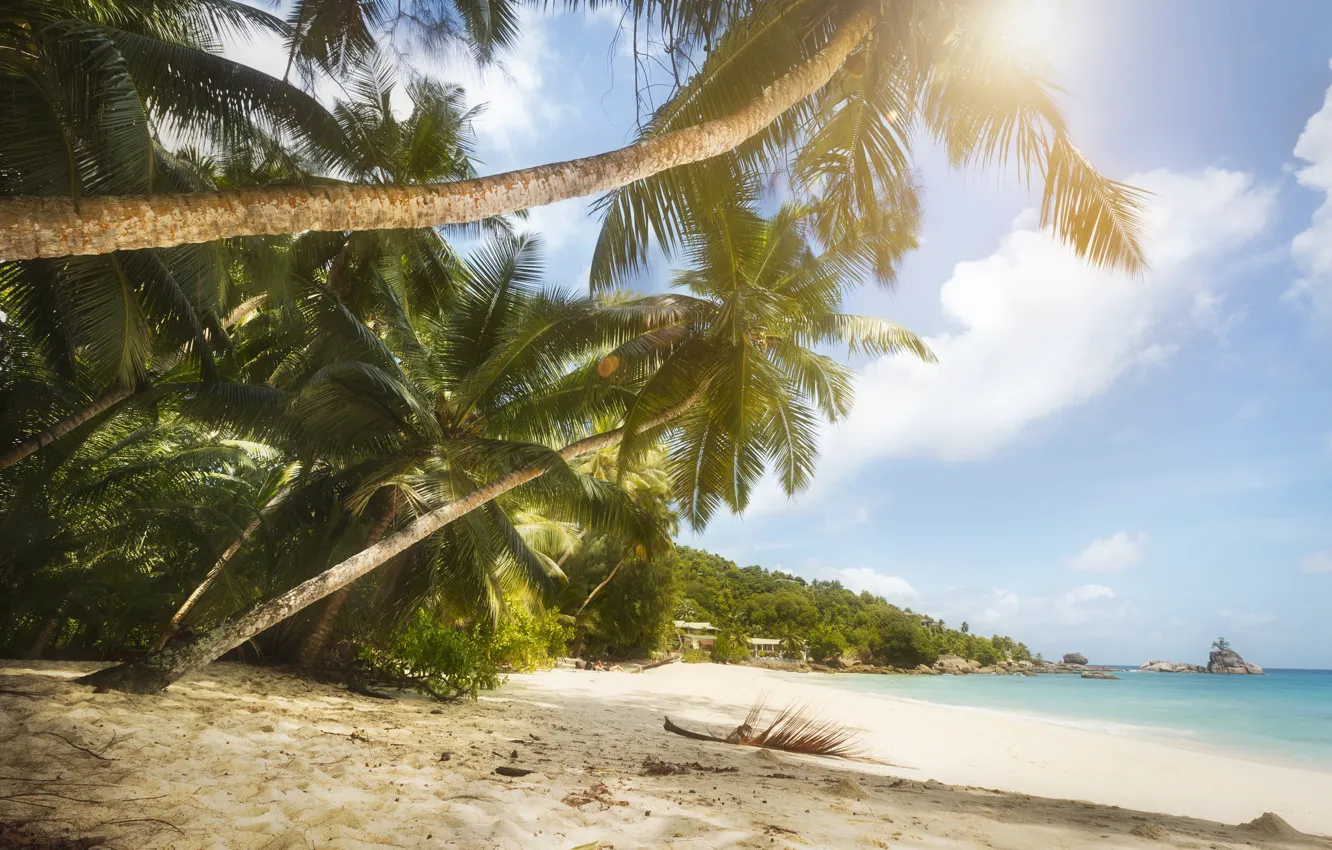 Фото обои песок, море, пляж, тропики, пальмы, побережье