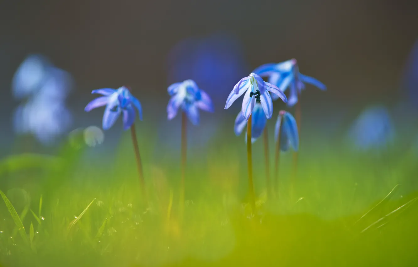 Фото обои цветы, голубые, размытый фон, пролеска