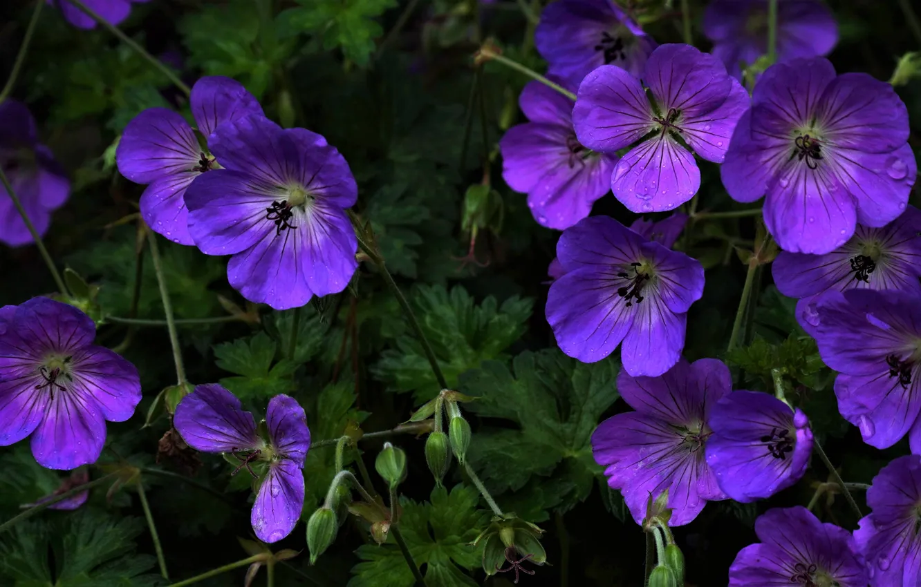 Фото обои цветы, поляна, фиолетовые, сиреневые, герань, герань луговая