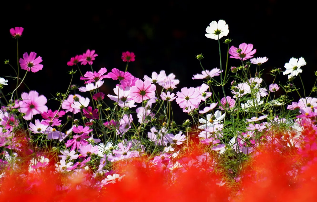 Фото обои лето, цветы, природа, фокус, космея