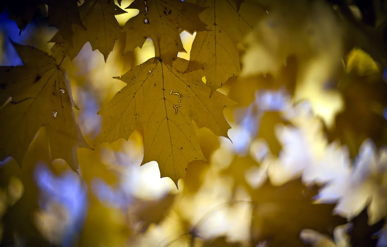 Фото обои leaves, fall, falling, takeflight