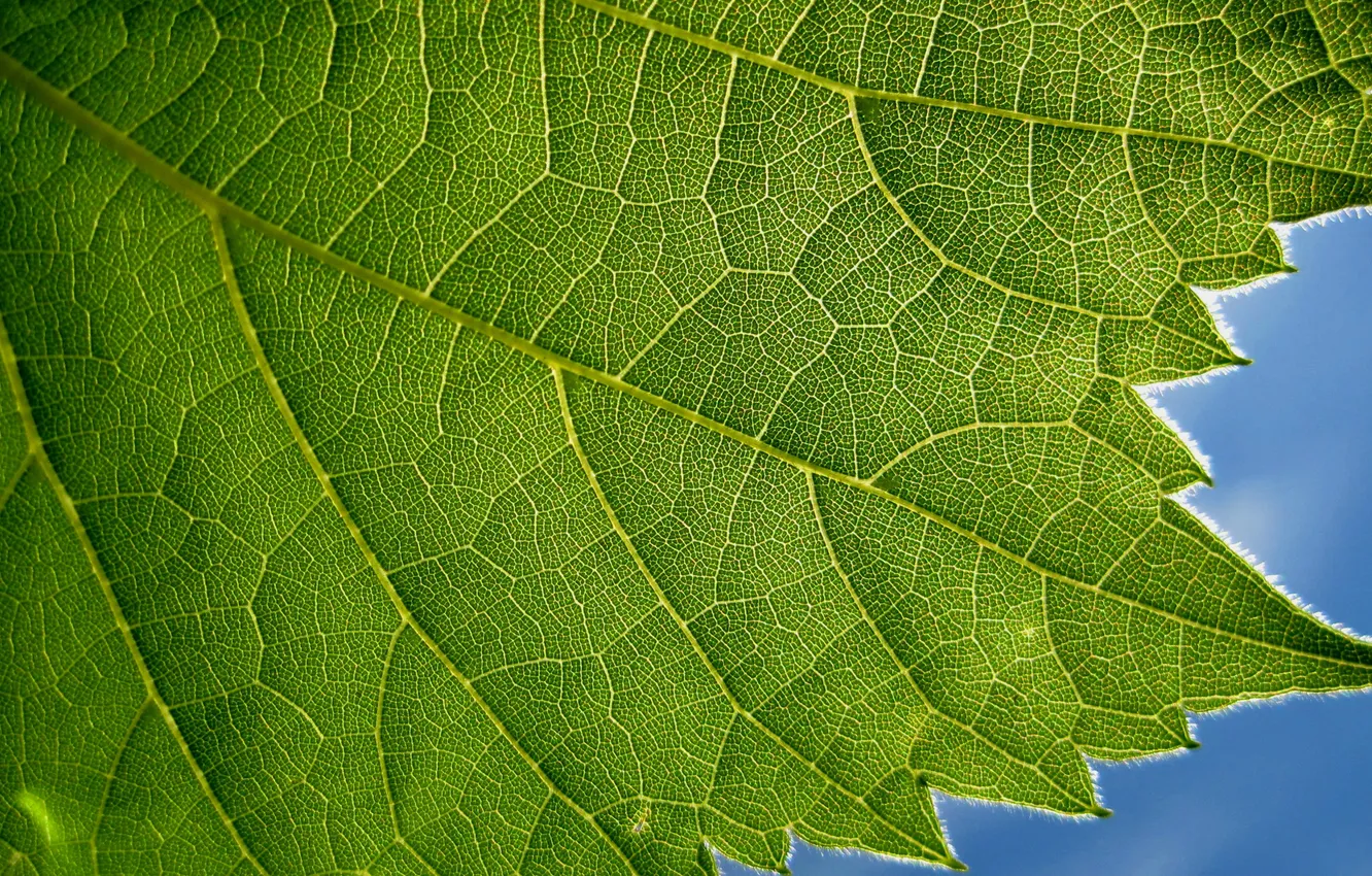 Фото обои природа, лист, текстура