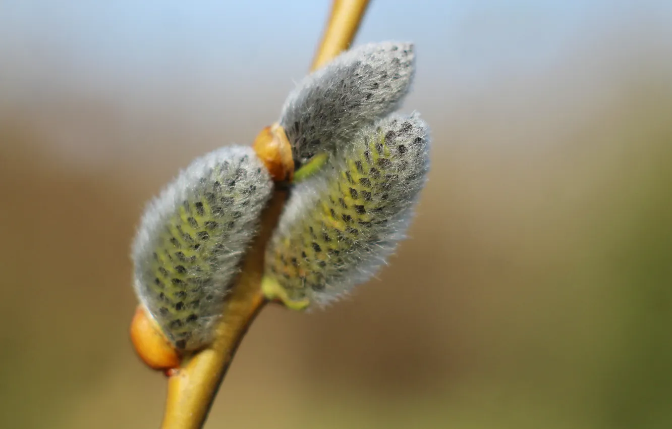 Фото обои spring, twig, base kitten