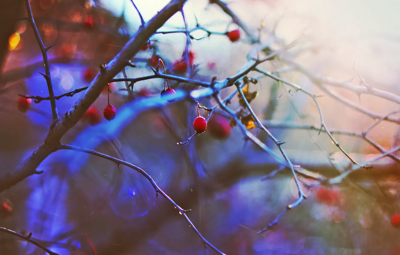 Фото обои зима, солнце, закат, ягоды, настроение