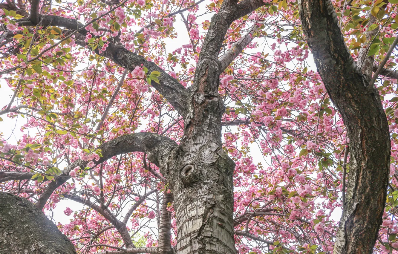Фото обои Дерево, Весна, Nature, Spring, Цветение, Cherry Blossom, Flowering trees