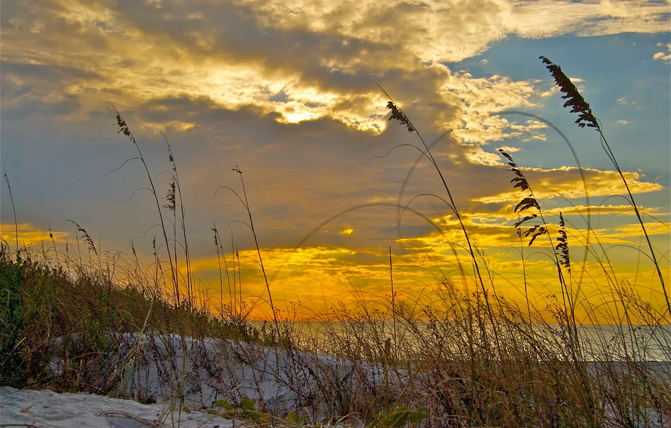 Фото обои песок, море, небо, трава, облака, закат, берег, растение