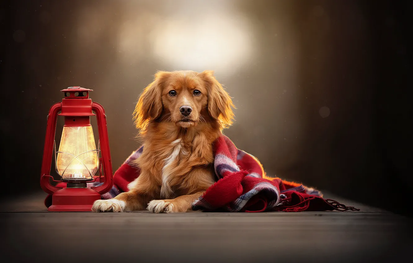 Фото обои взгляд, фон, собака, фонарь, плед, боке, Новошотландский ретривер