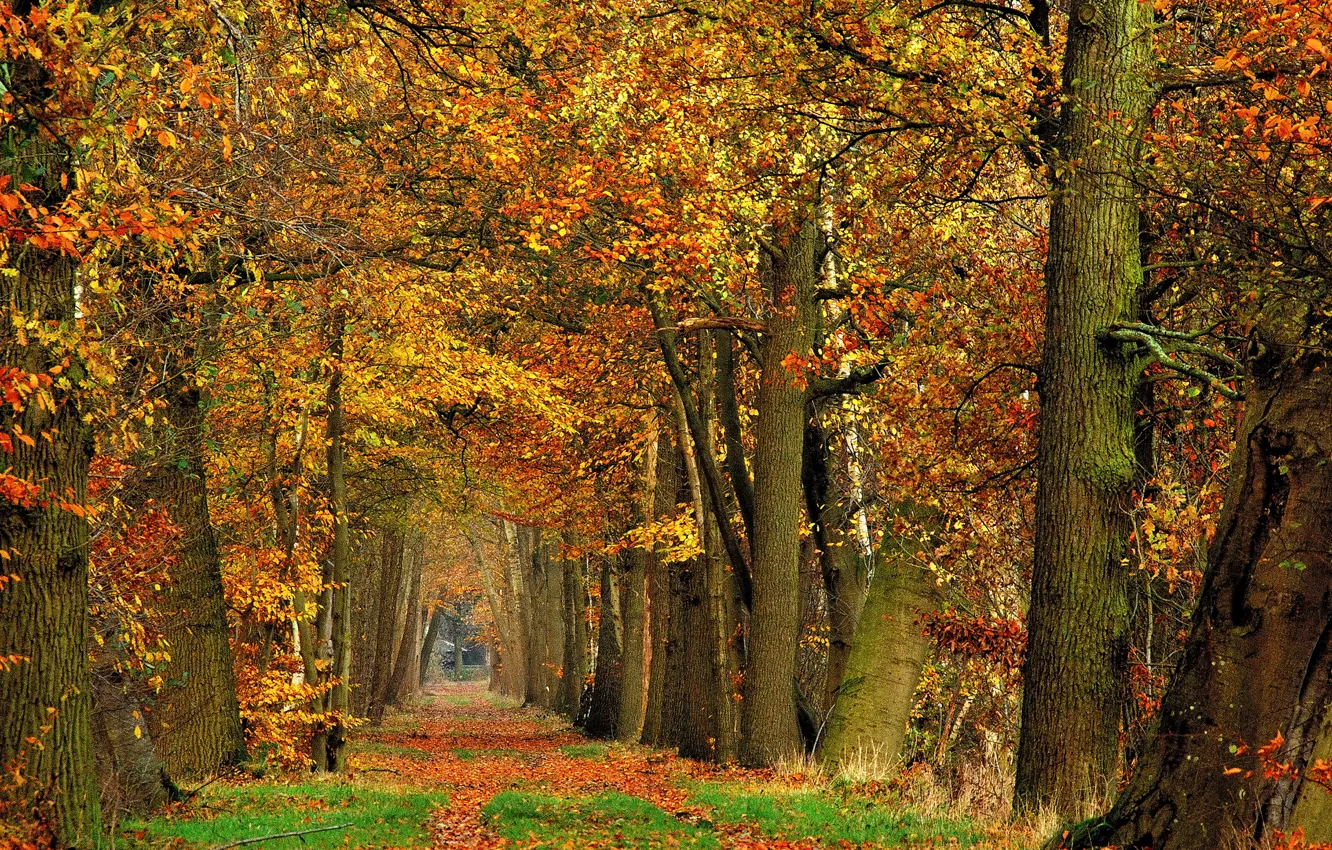 Фото обои лес, деревья, листва, Осень, дорожка, forest, листопад, trees