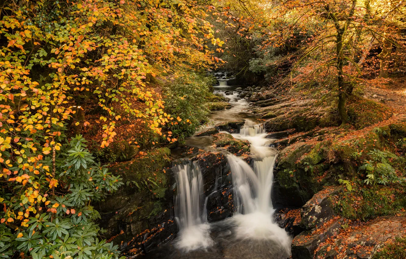 Фото обои осень, лес, листва, водопад