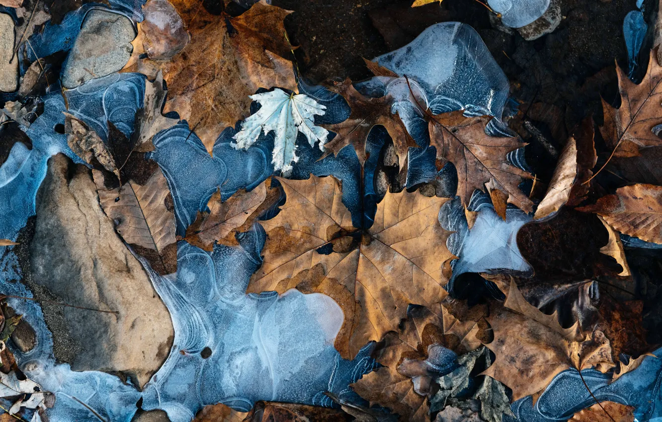 Фото обои осень, листья, макро, камни, лёд