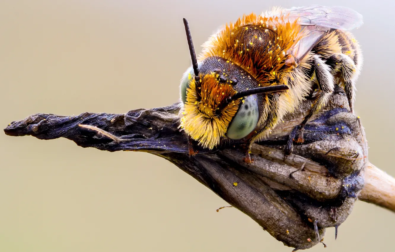 Фото обои глаза, макро, природа, пчела, фон, макросъемка, пыльца, растение