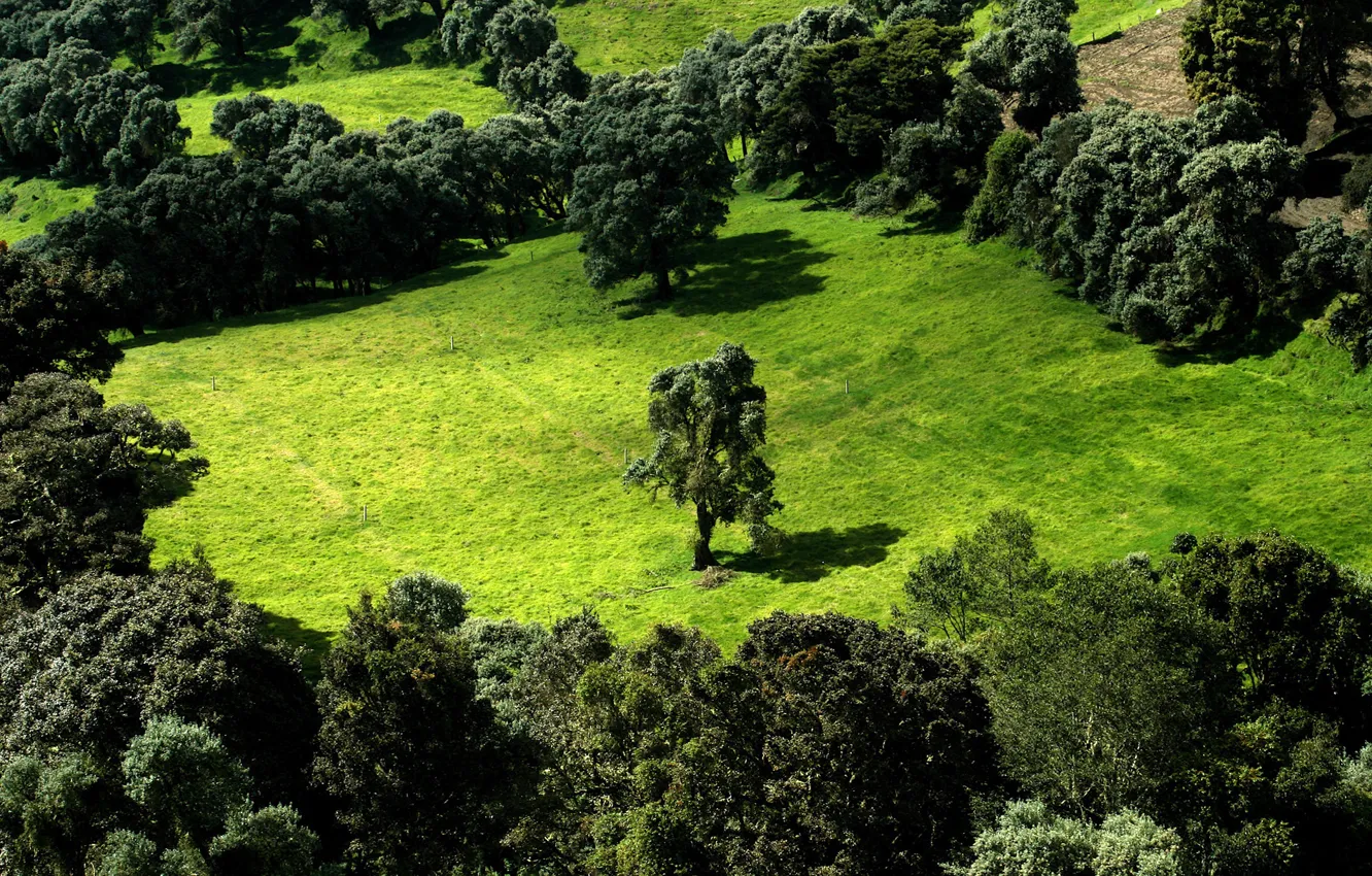 Фото обои зелень, поле, деревья