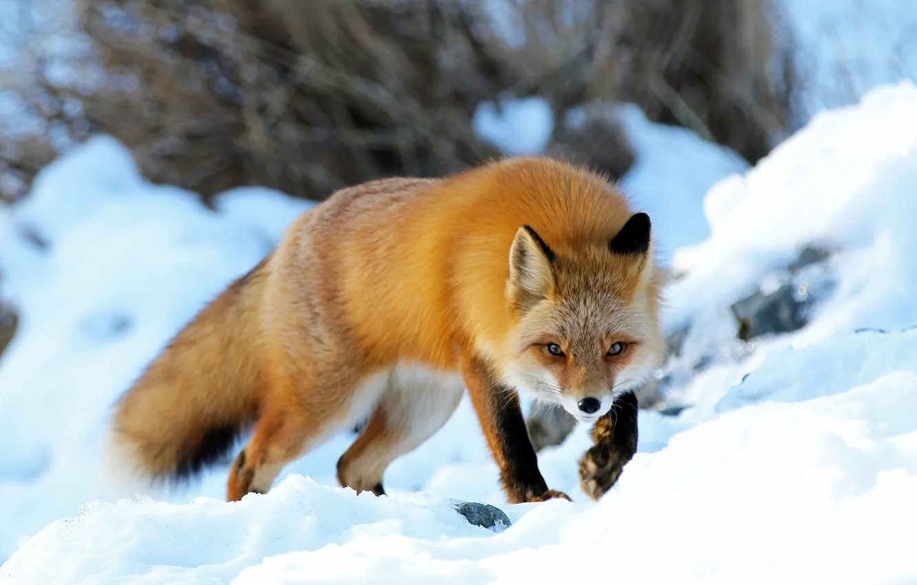 Фото обои зима, снег, природа, животное, Аляска, лиса, лисица