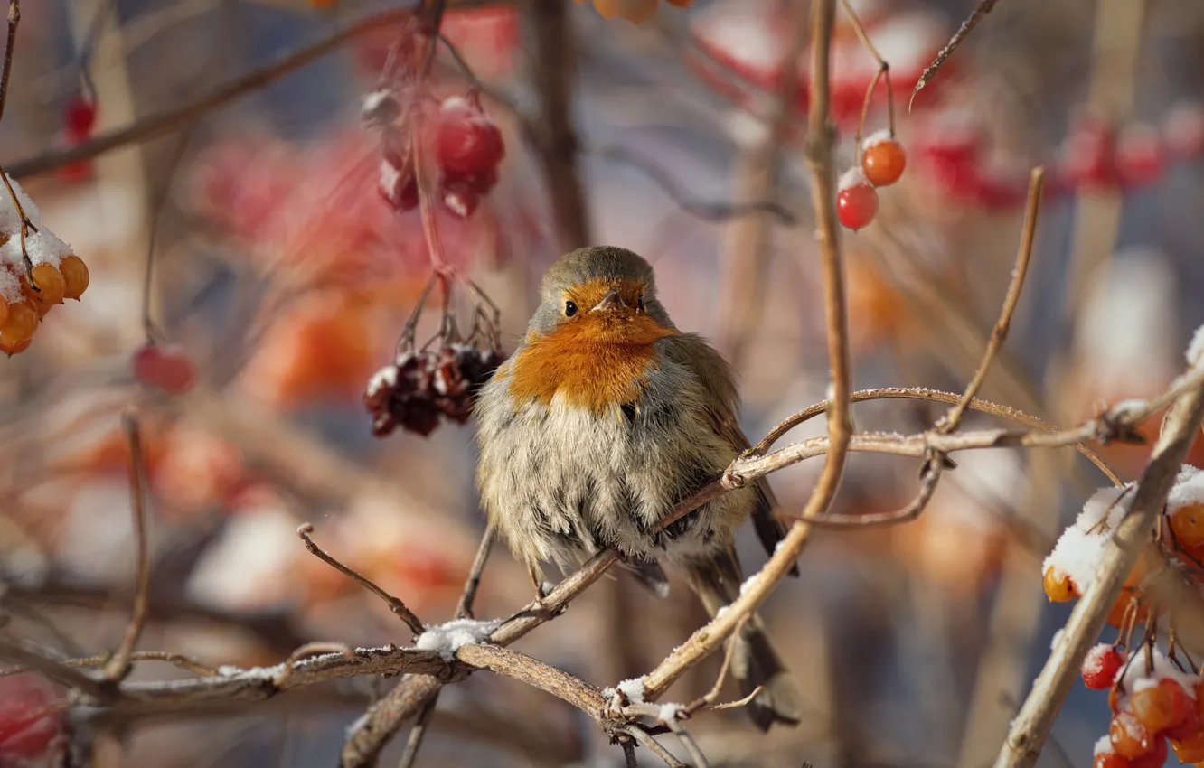 Фото обои зима, ветки, ягоды, птица, робин
