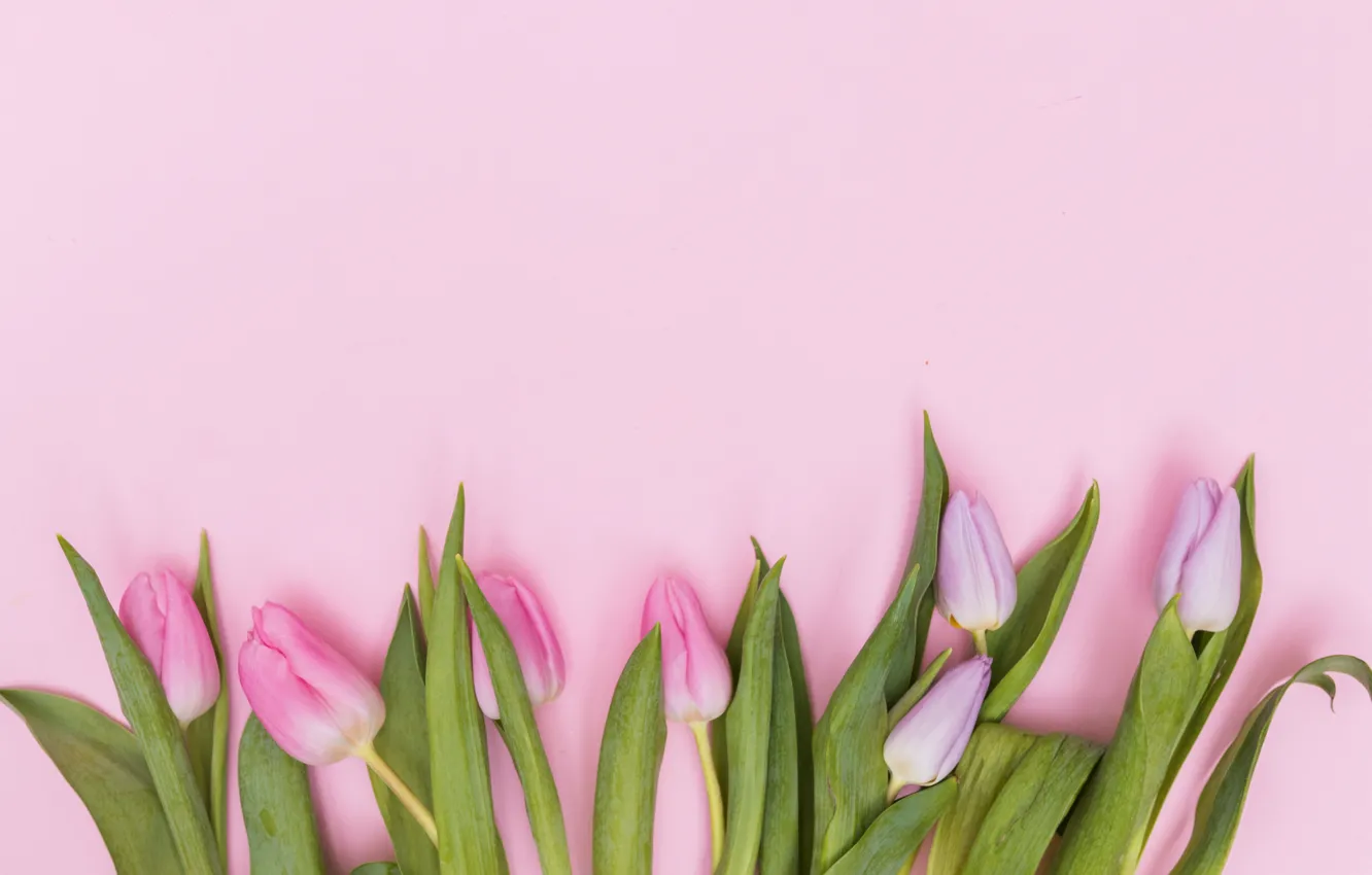 Фото обои цветы, тюльпаны, розовые, fresh, pink, flowers, tulips, spring
